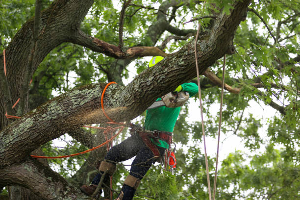 Best Tree Cabling and Bracing  in USA